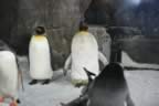 Emperor Penguins (23kb)