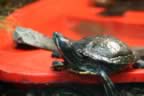 Tortoise (23kb)