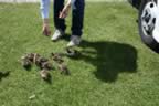 IMG_0709.jpg (71kb)