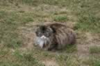 IMG_0931.jpg (59kb)