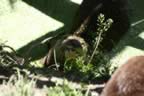 IMG_0793.jpg (40kb)