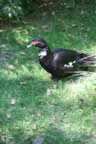 IMG_0828.jpg (65kb)