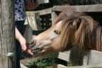 IMG_0856.jpg (40kb)