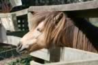 IMG_0858.jpg (40kb)