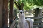IMG_0866.jpg (40kb)