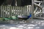 IMG_0878.jpg (40kb)