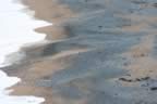 Yellow Eyed Penguin coming ashore (40kb)