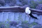 IMG_1454.jpg (58kb)